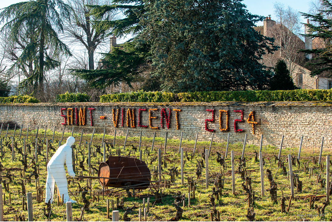 Saint-Vincent 2024 en Chambolle-Musigny et Morey Saint-Denis 