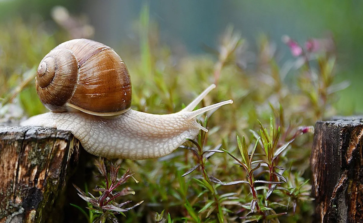 La coquille de l'escargot, par Giorgio Agamben