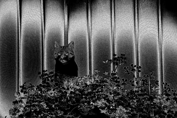 Serge Hesse RIP (rest in punk): impressions soleil couché