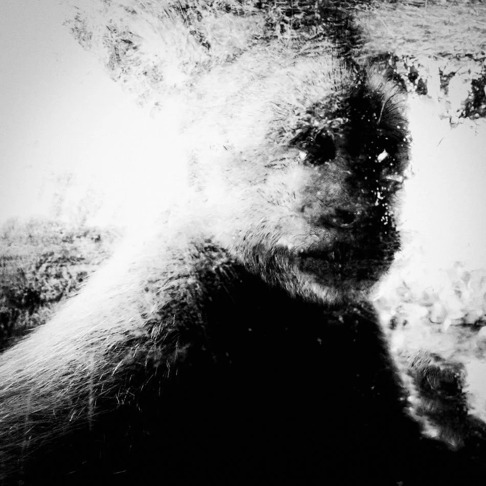  L'amitié sauvage de Jean-François Spricigo