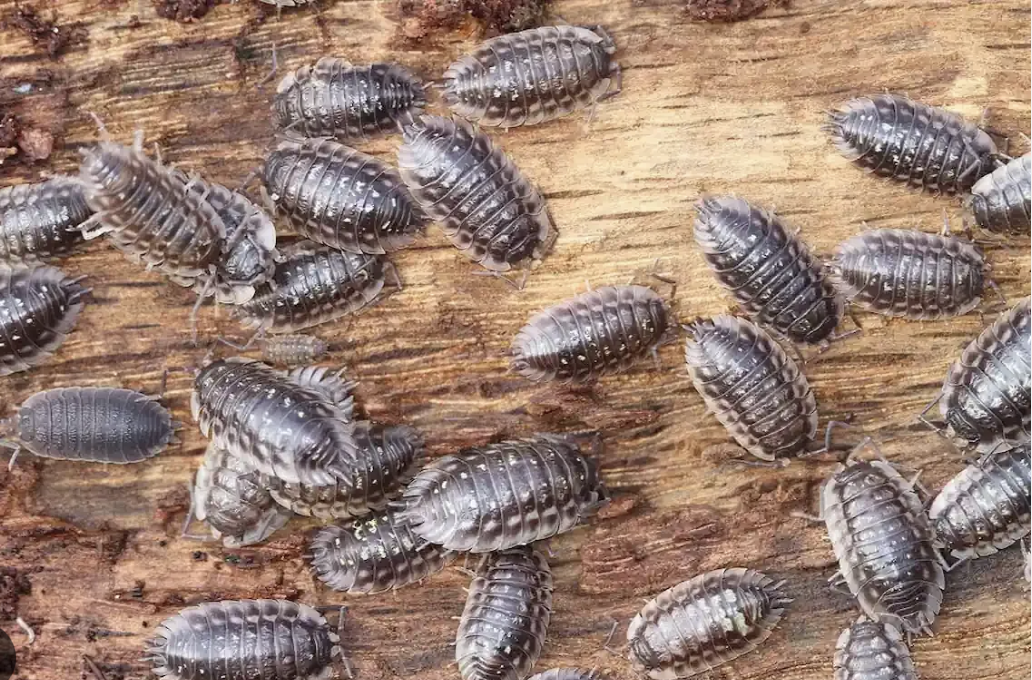 Du rififi dans l'édition : quand Bolloré purge, ça urge 