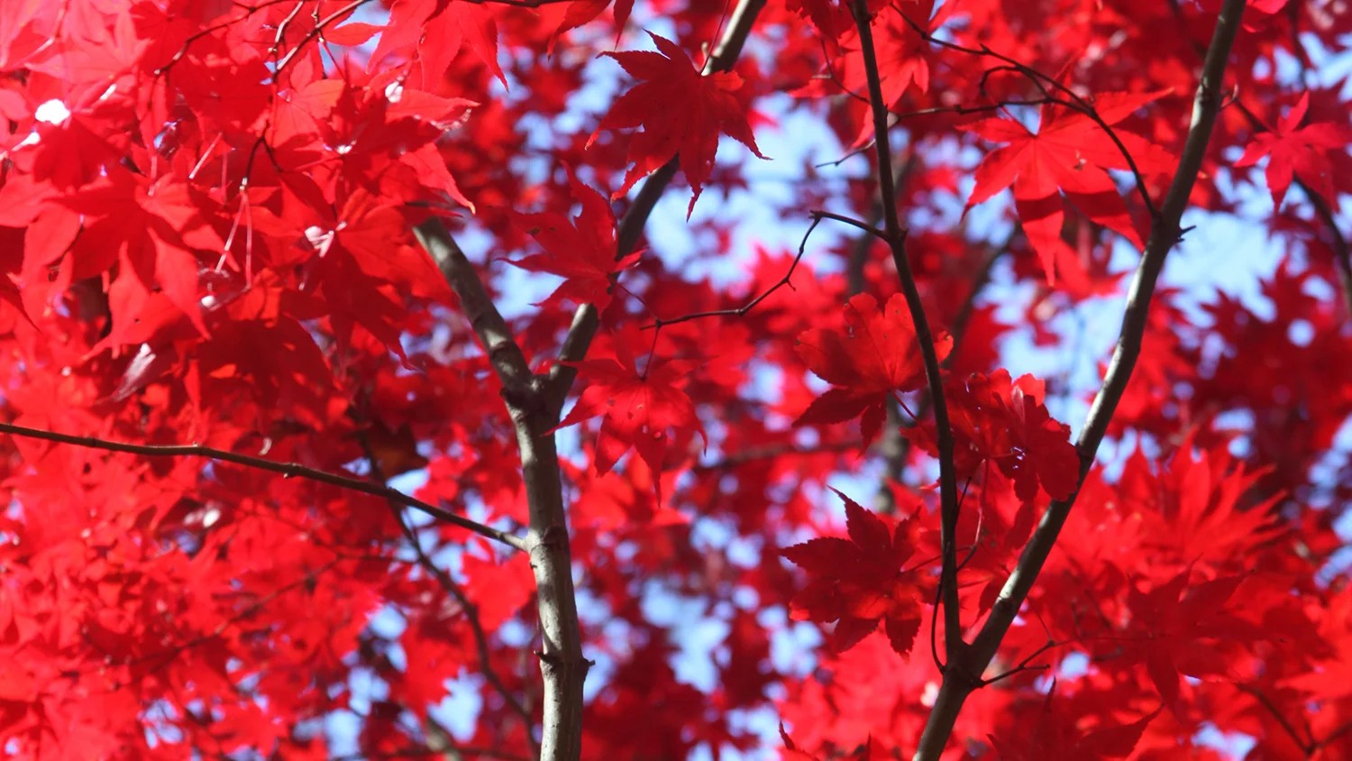 Our Fall Schedule Kicks off Sunday, September 7th