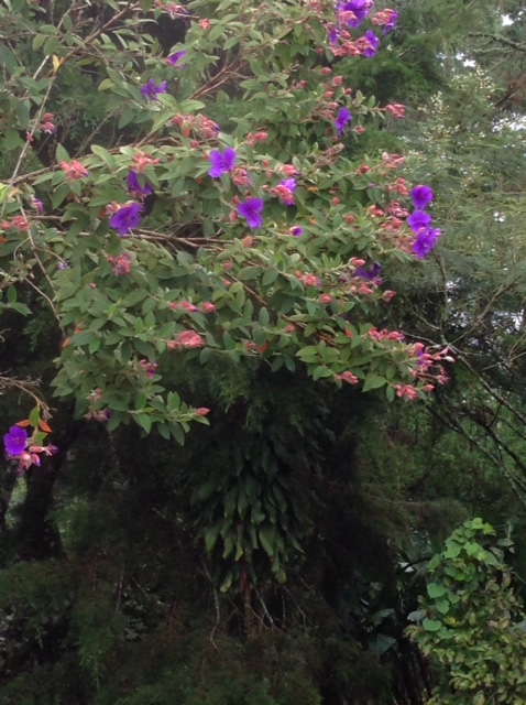 Scenery on the Volcano