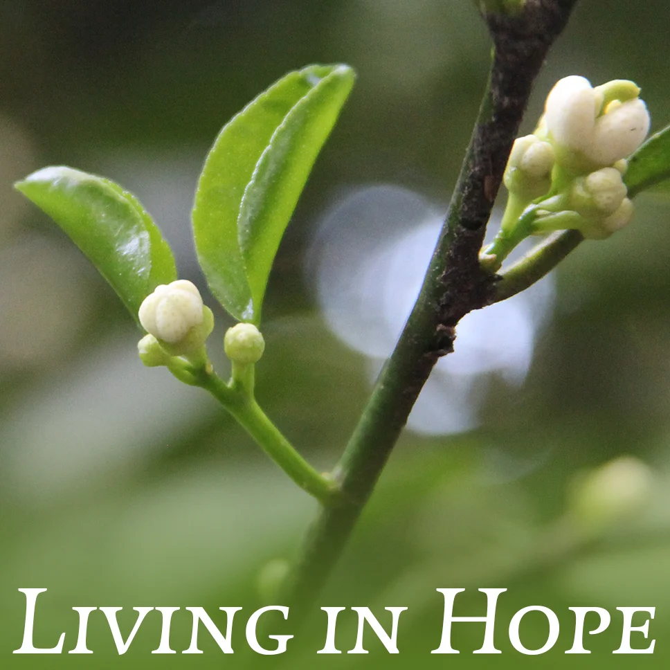 A Living Hope