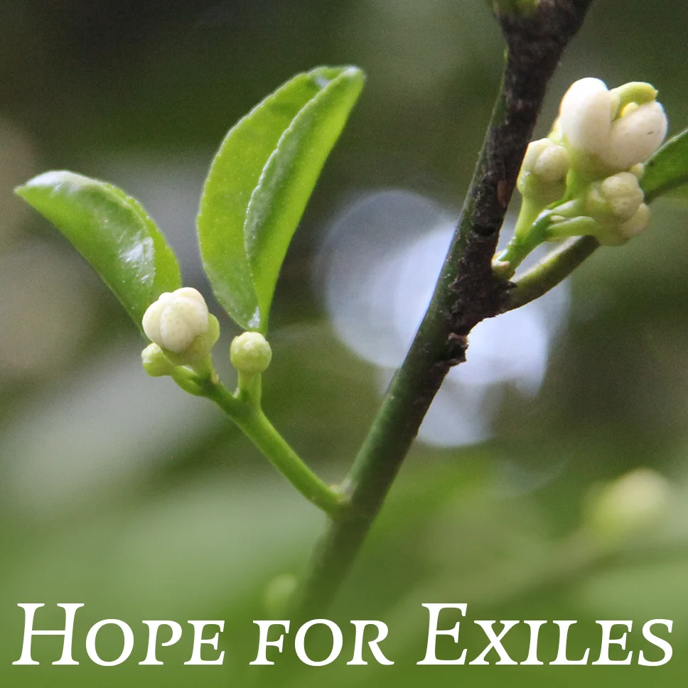 Hope for Exiles