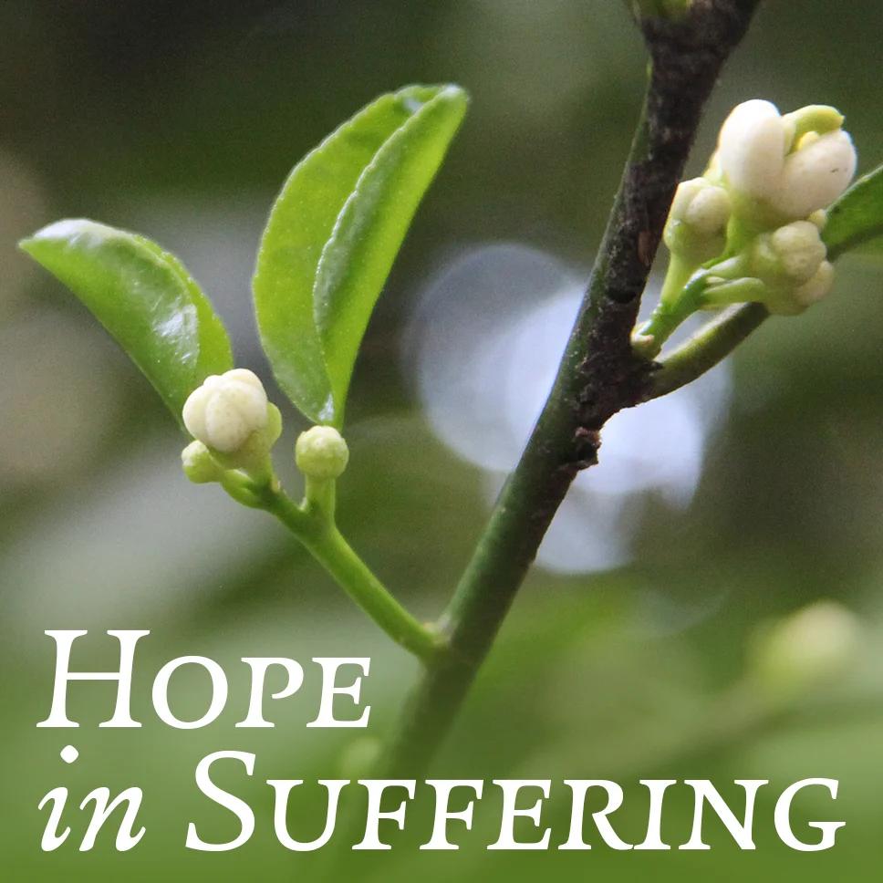 Hope in Suffering