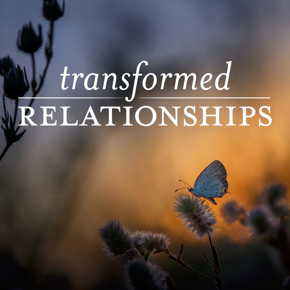 25-transformed-relationships.jpg