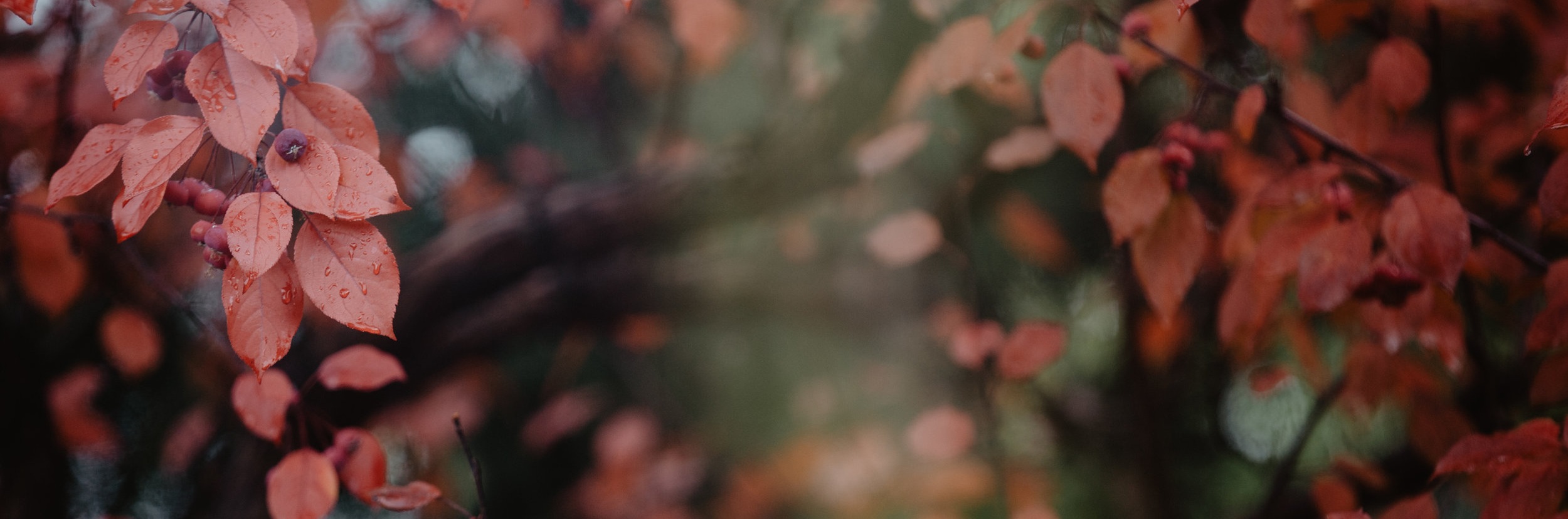 fall+leaves.jpg