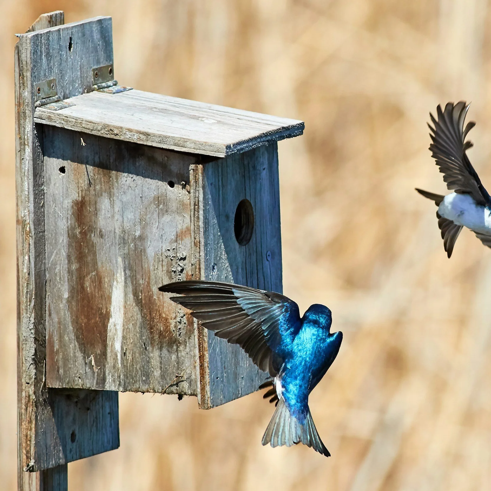 Father's Day: Building Bird Houses
