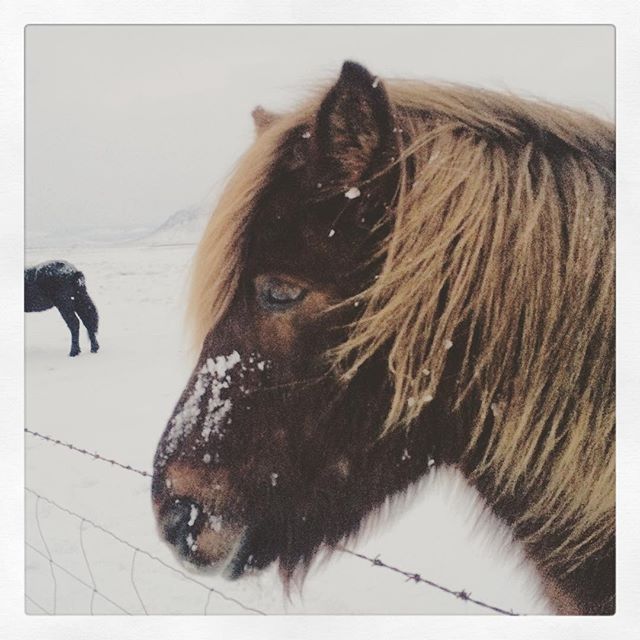 Icelandic horse ...
#travel #iceland #winter #phototour #photoguide #photosafaris #horse