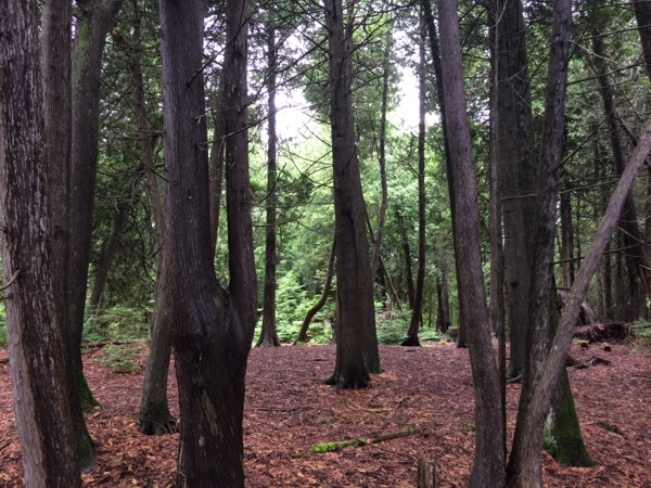 iphone-20150719090203-0.jpg