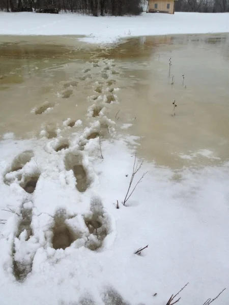 Standing water on our "driveway". 