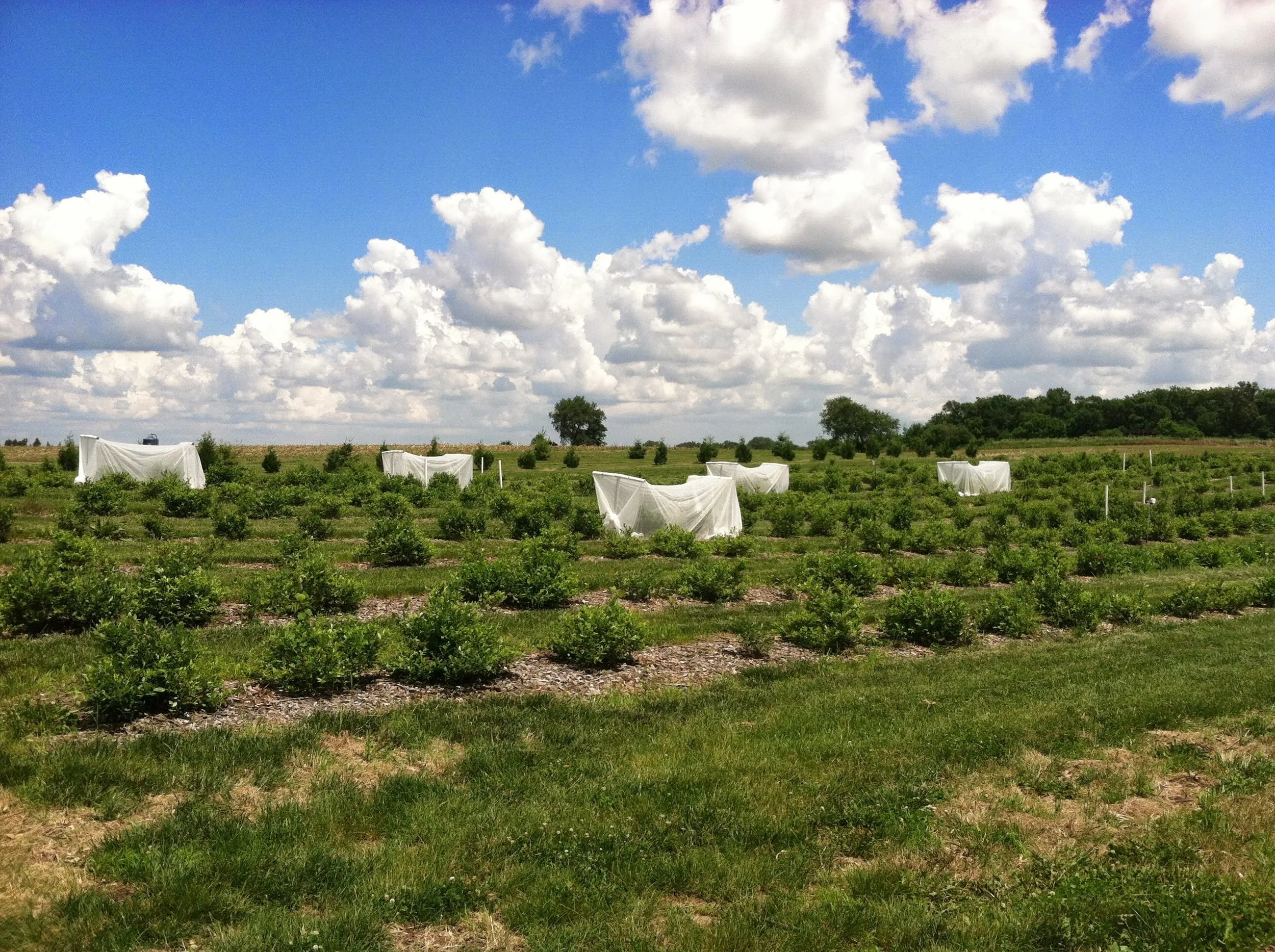 Exclusion netting for swd around blueberry plants