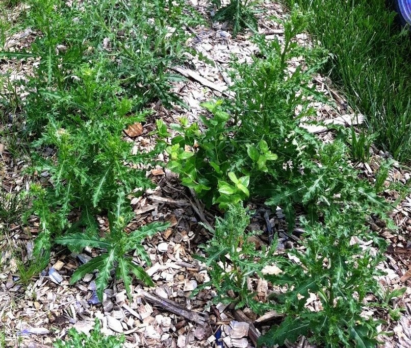 Thistle plants surrounding young blueberry bush