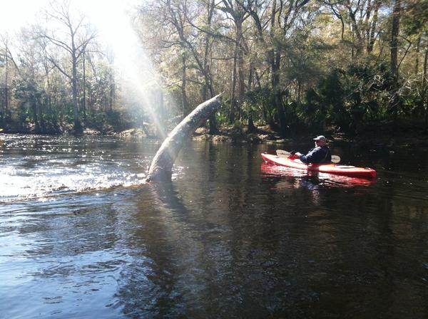 Light from above greets Edwin McCook of the Suwannee River Water Management District Credit Steve Newborn / WUSF News