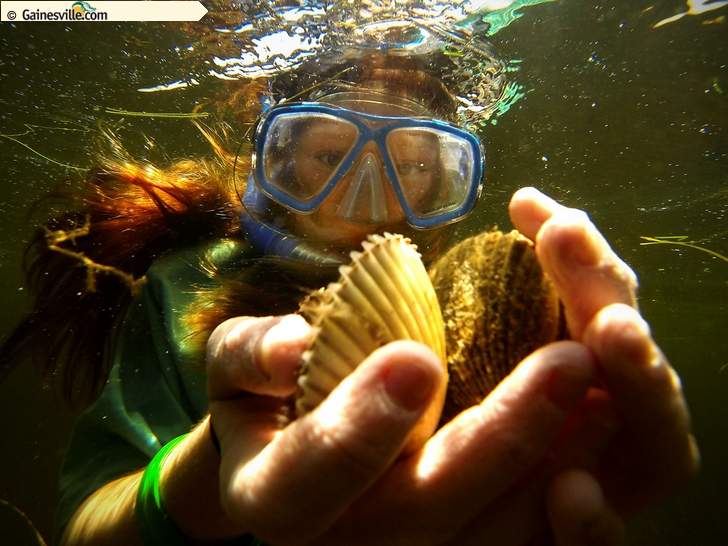 Matt Stamey/The Gainesville Sun In this June 28, 2014 file photo, Heather Hamilton, then 11, carries a handful of scallops back to her boat after picking them from the grassy bottoms during the first day of scallop season ioff the coast of Steinhatchee.