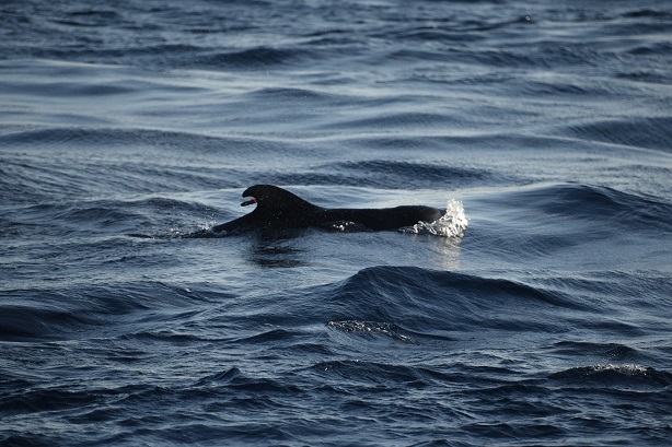 A female short-finned pilot whale has a second chance at life after five weeks of rehabilitation and a 140 mile boat ride.