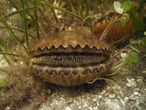 Bay Scallop: Argopecten irradians