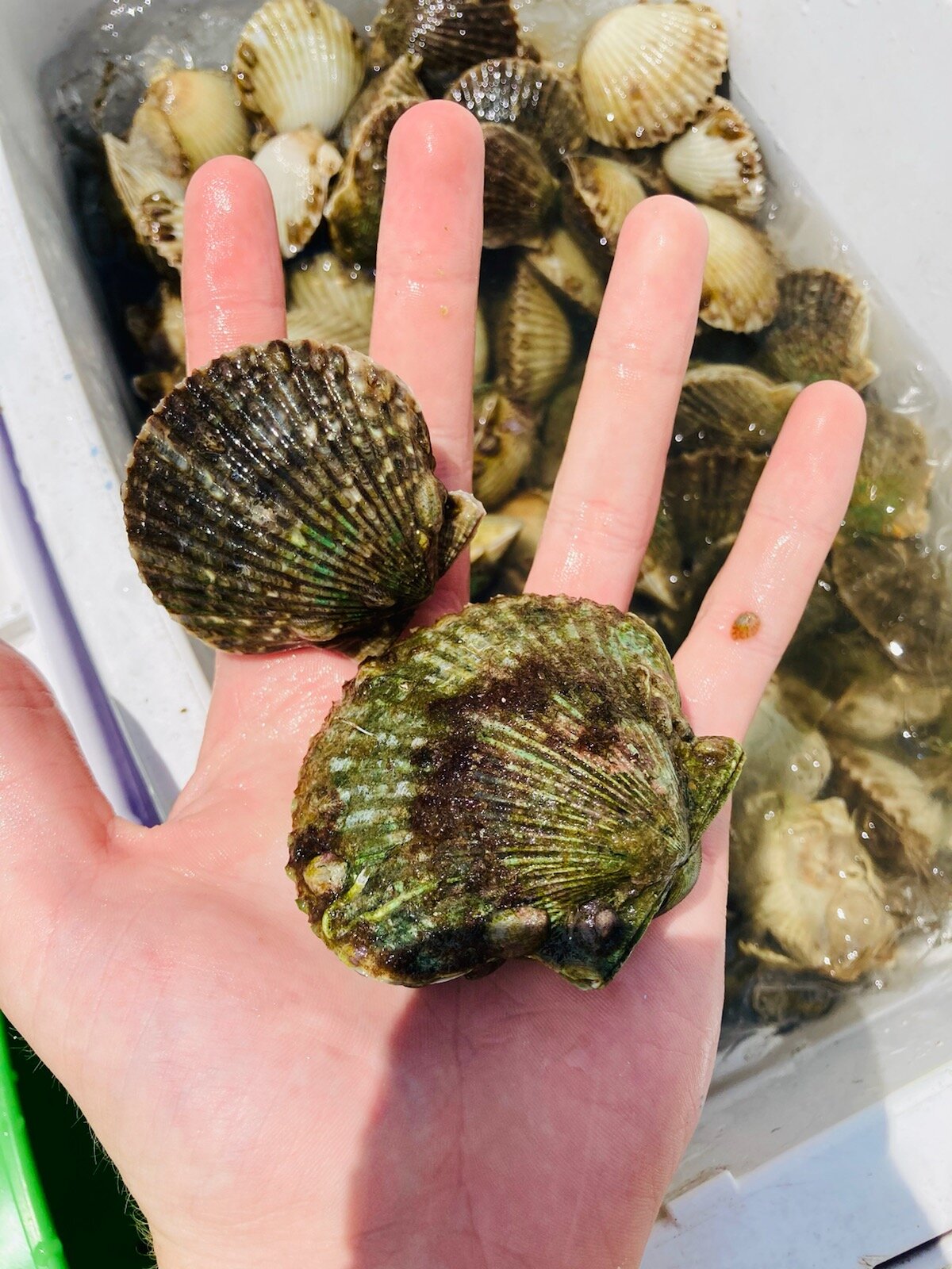 Great result on opening day of Scallop Season —