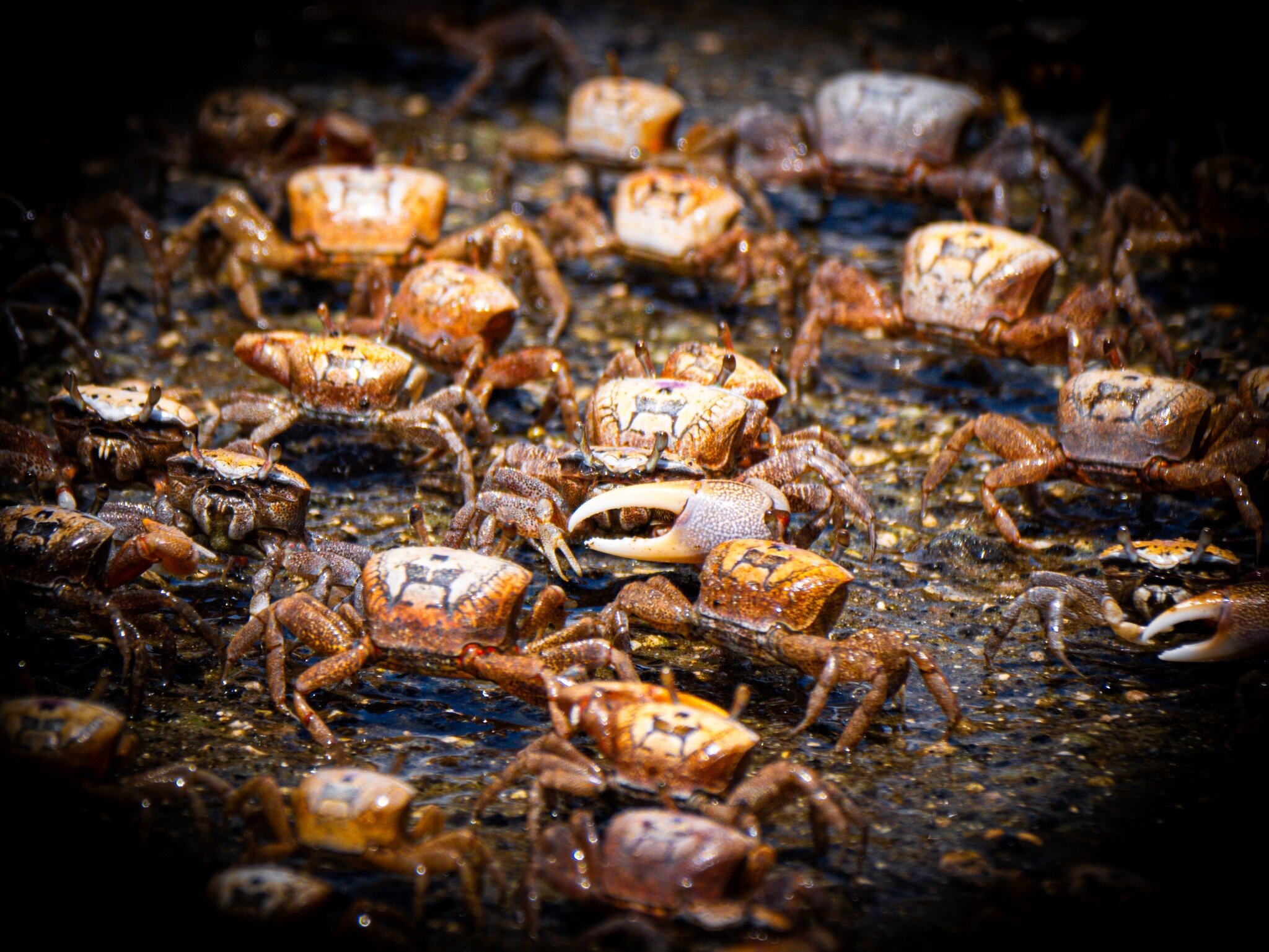 It's been a minute since I posted a photo. So here is one I took a while back at Cow Creek.
When I was a kid my parents would put our boat in at Rocky Creek and the Fiddler Crabs were everywhere.
Have a great day!