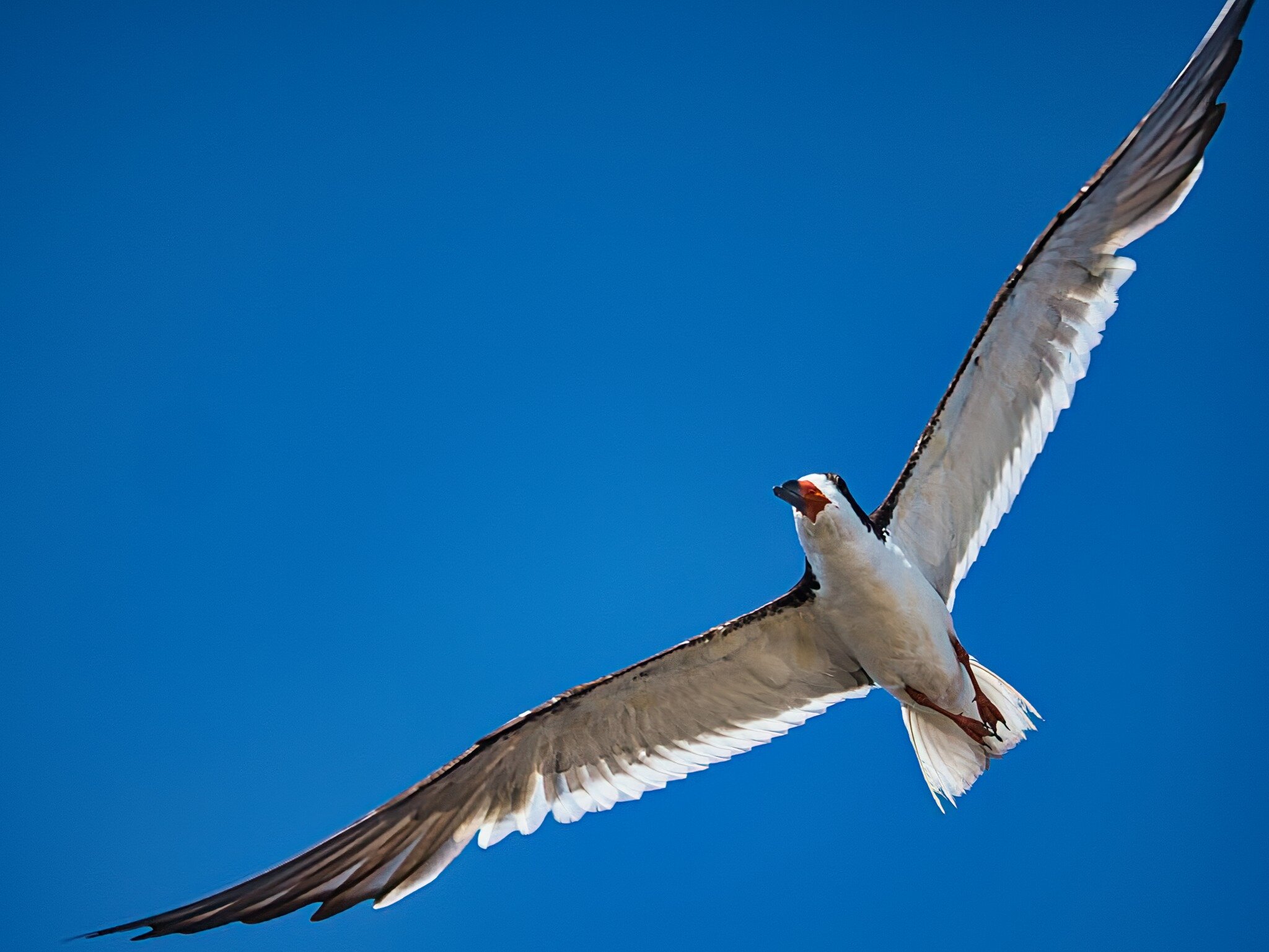 Name that bird.

There was a bunch of them flying around Roy's right after the hurricane in September 2023.