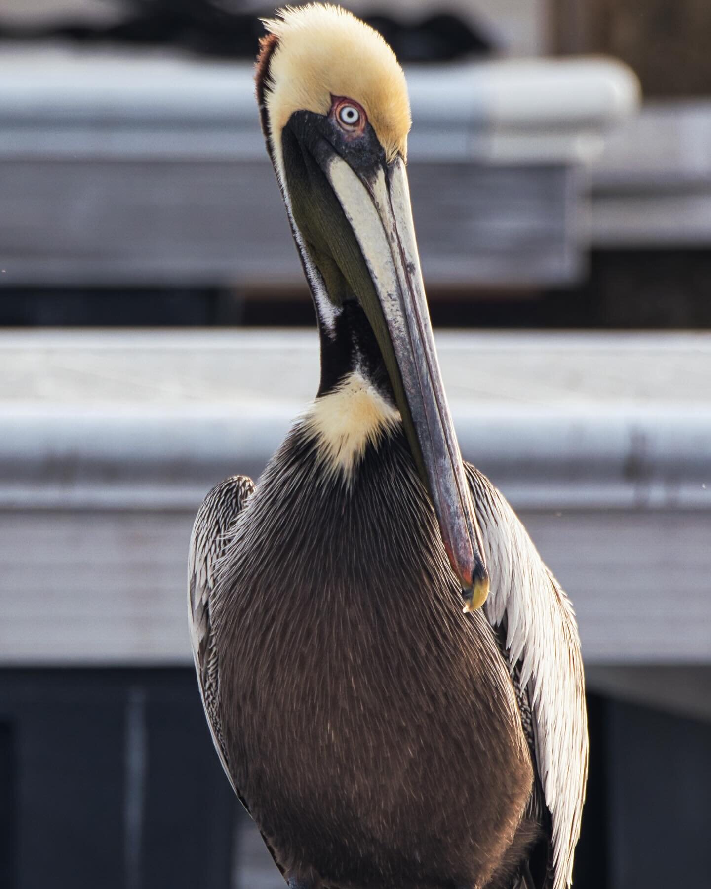 I&rsquo;ve always loved pelicans. #pelicans #steinhatcheeflorida