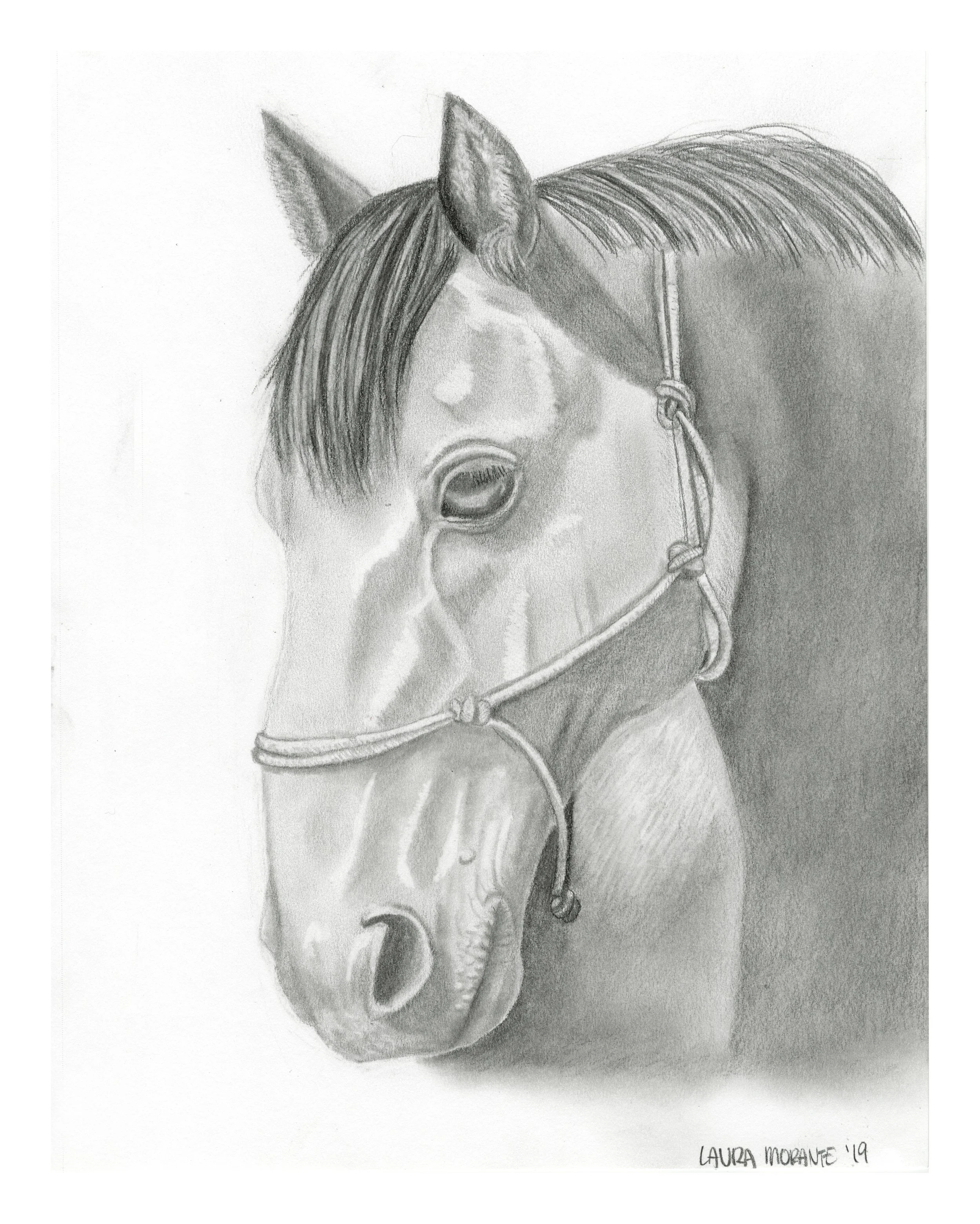 BMorante_HorsePencil_04_24_2019_Adjusted.jpeg
