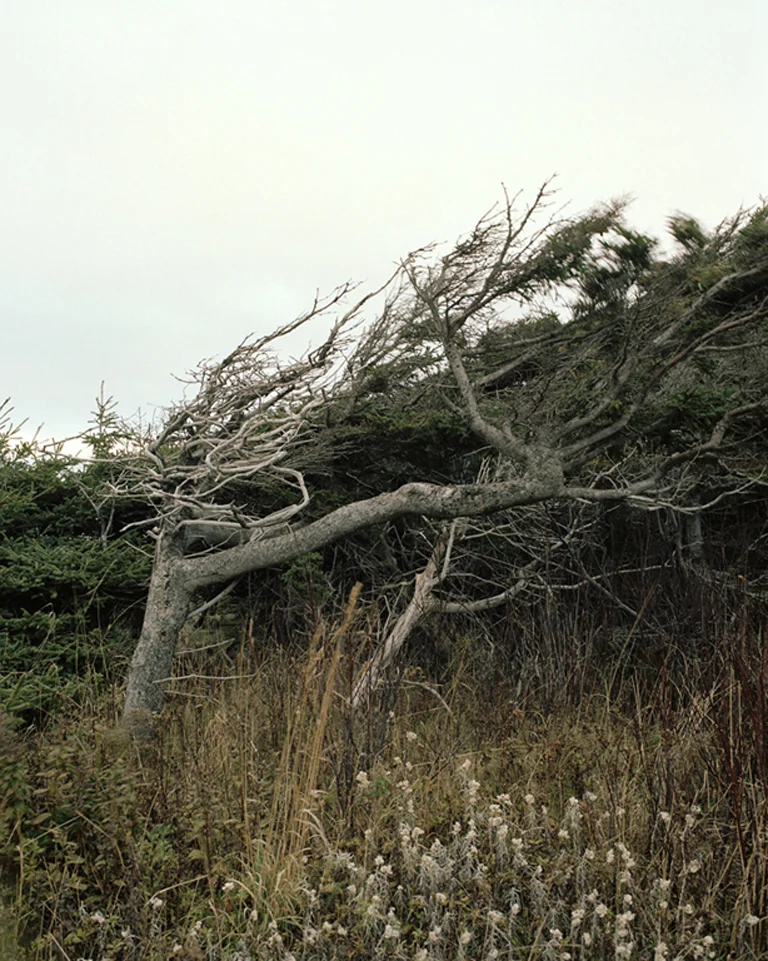 Trees for the Wind, 40x50in, C-Print, 2009