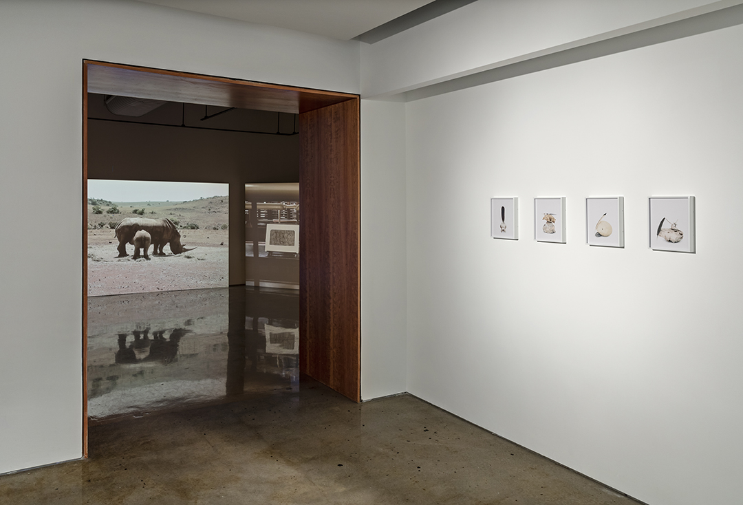Installation View: "A Poetic Truth in a Pathetic Fallacy" & "From the Cradle I Collect," Doris McCarthy Gallery at the University of Toronto Scarborough, 2018
