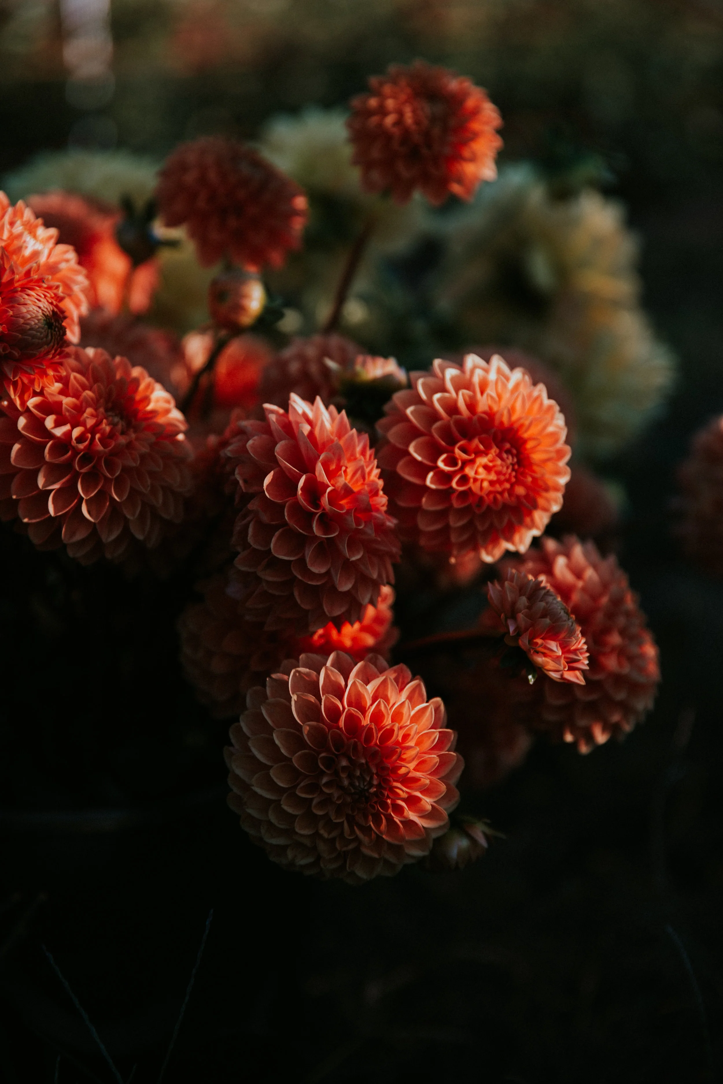 Field & Florist_006.jpg