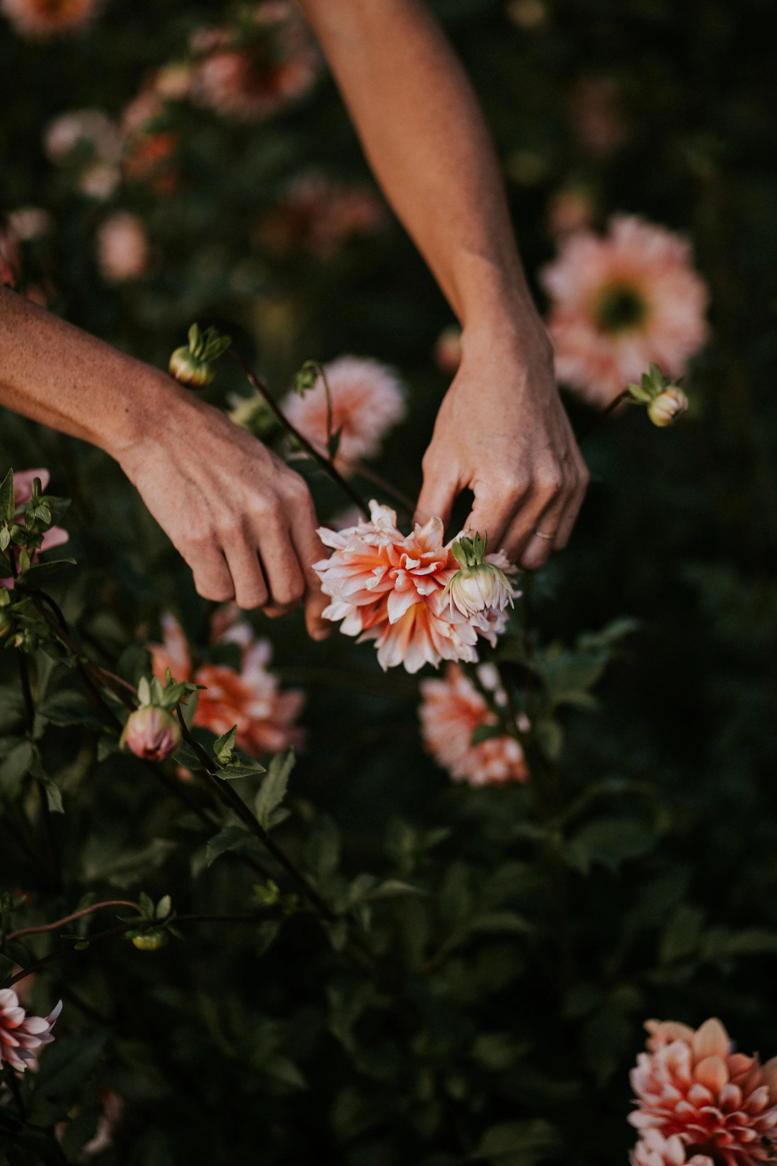 Field & Florist_088.jpg