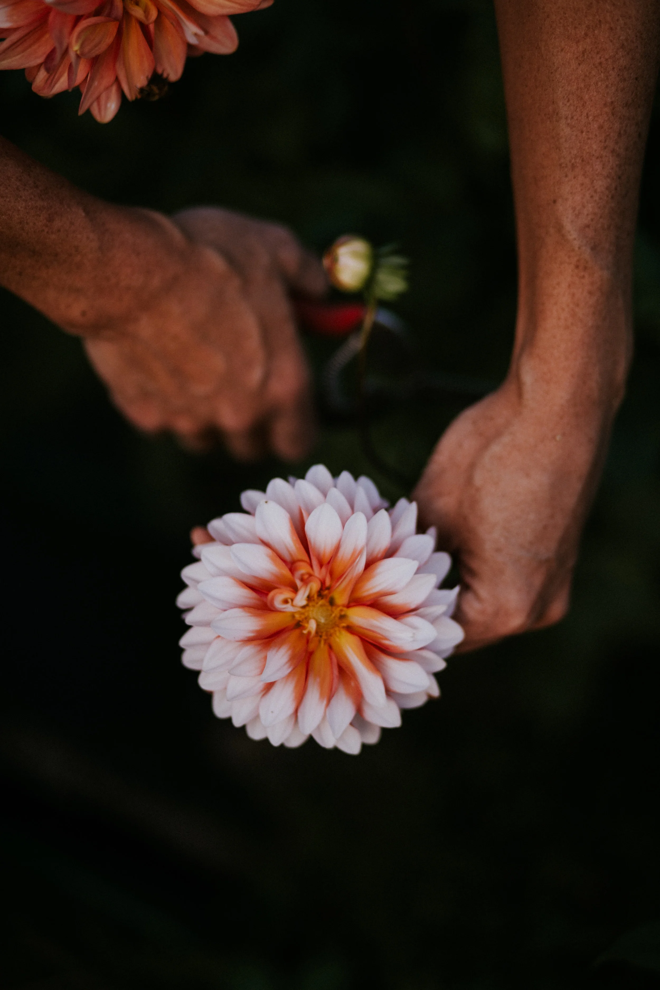 Field & Florist_089.jpg