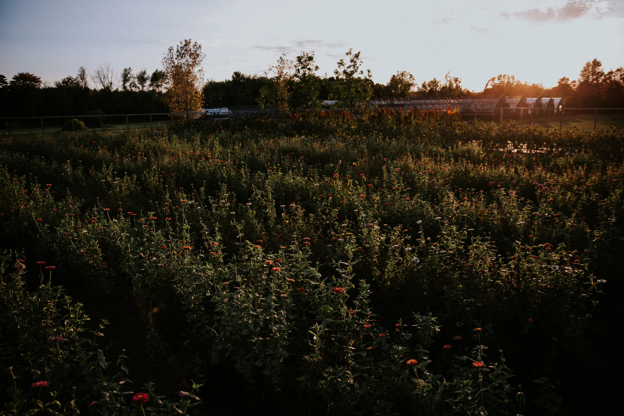 Field & Florist_123.jpg