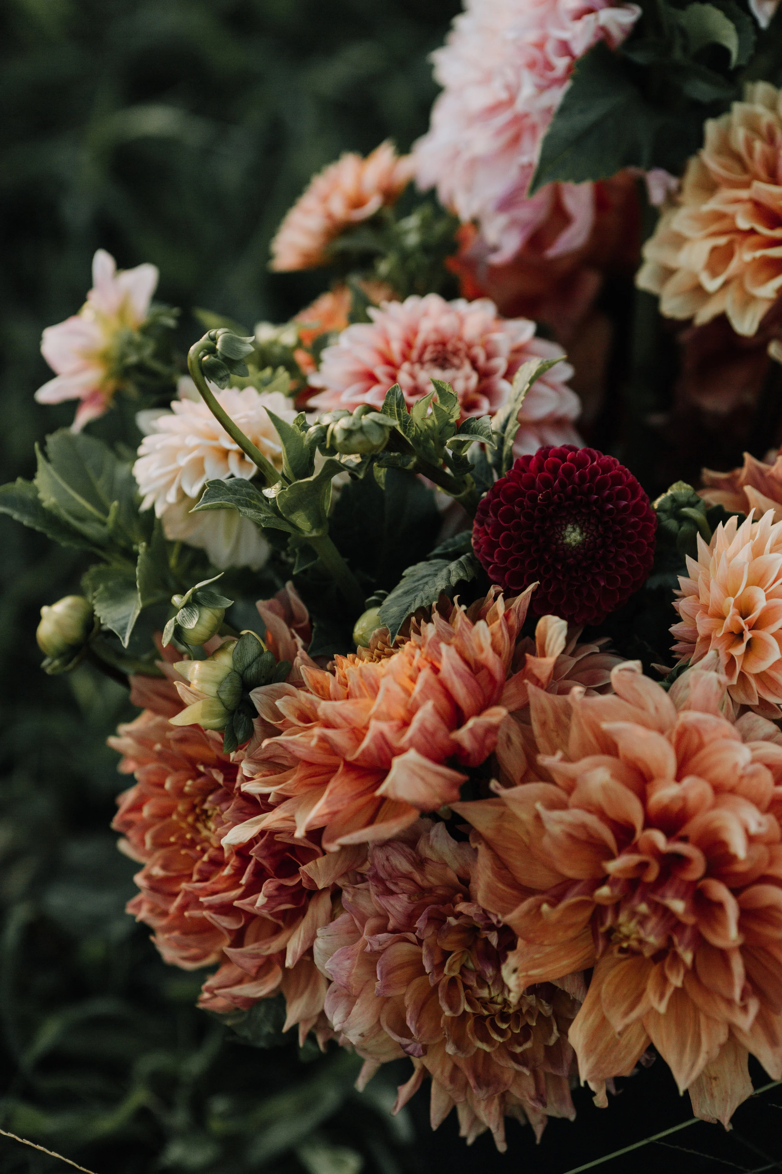 Field & Florits Farm 2_097.jpg