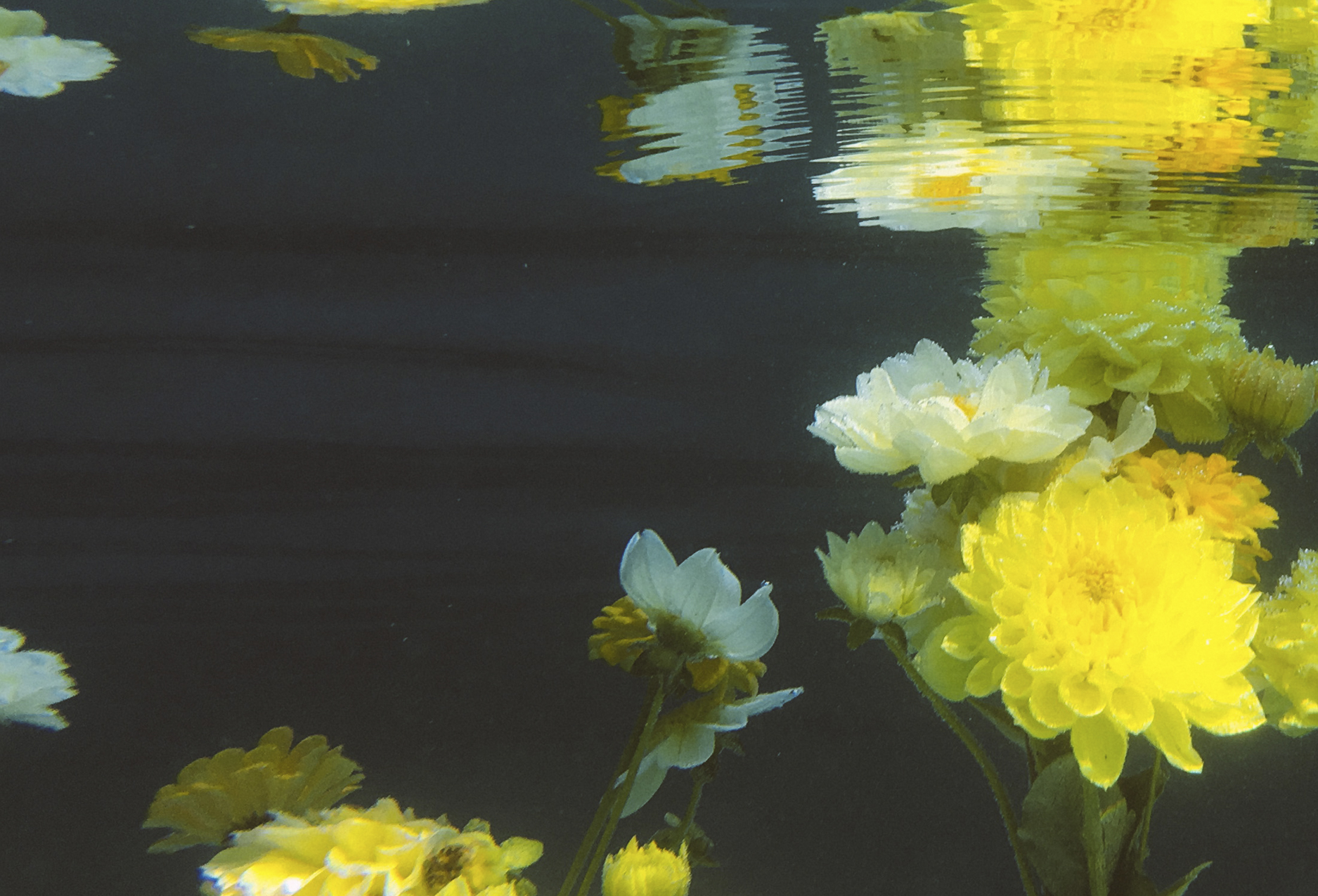 ff_pool_postcard__0002_Layer 1.jpg