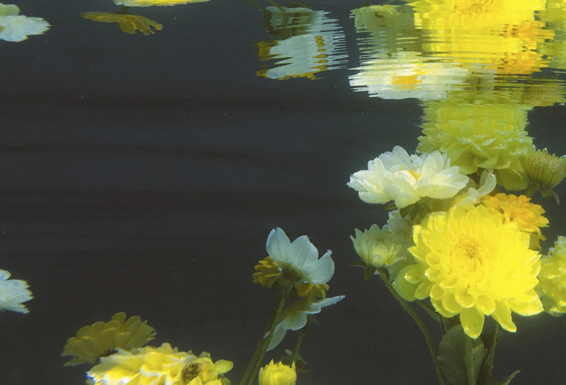 ff_pool_postcard__0002_Layer 1.jpg