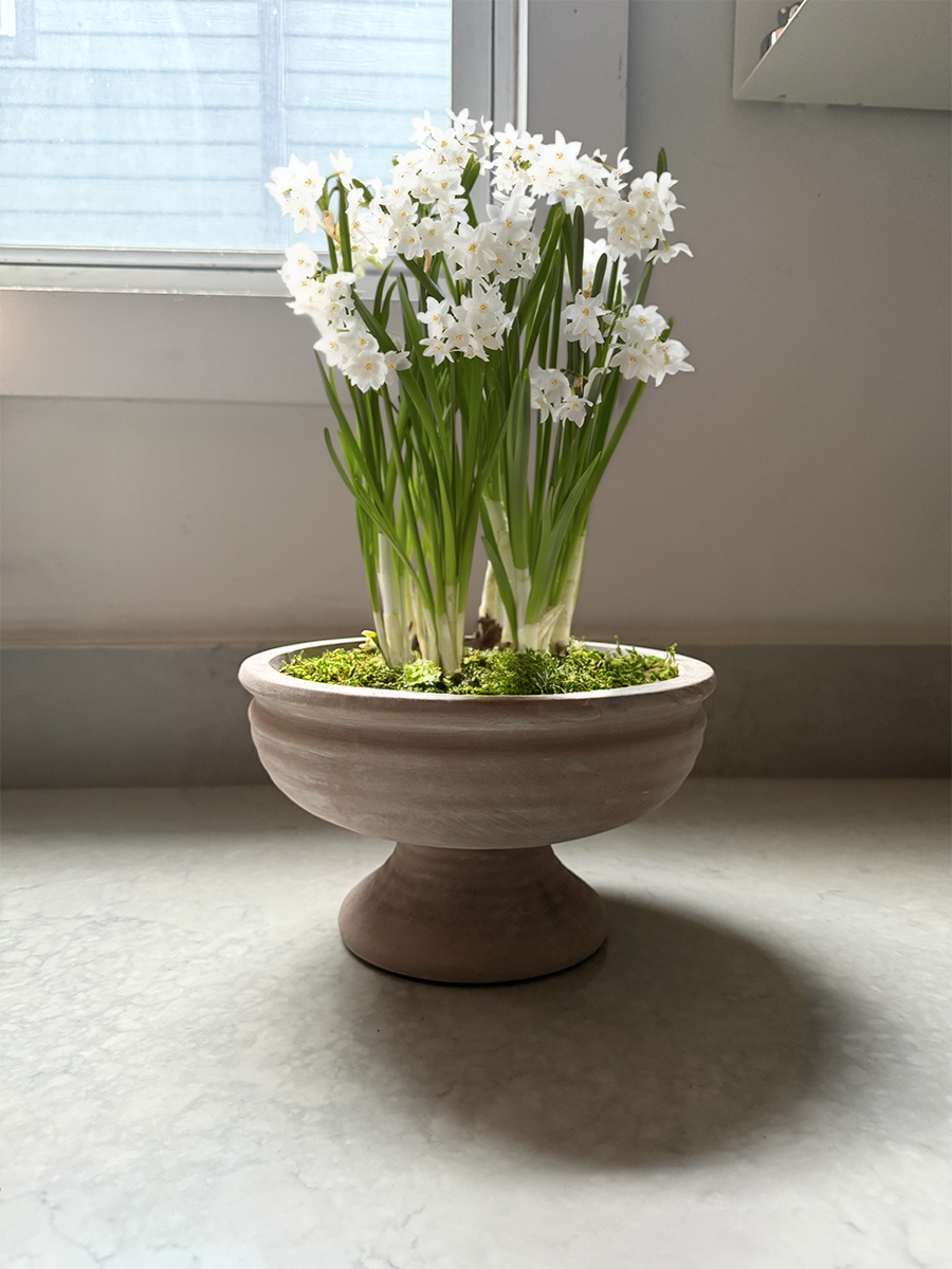 Ziva Paperwhites F&F.png