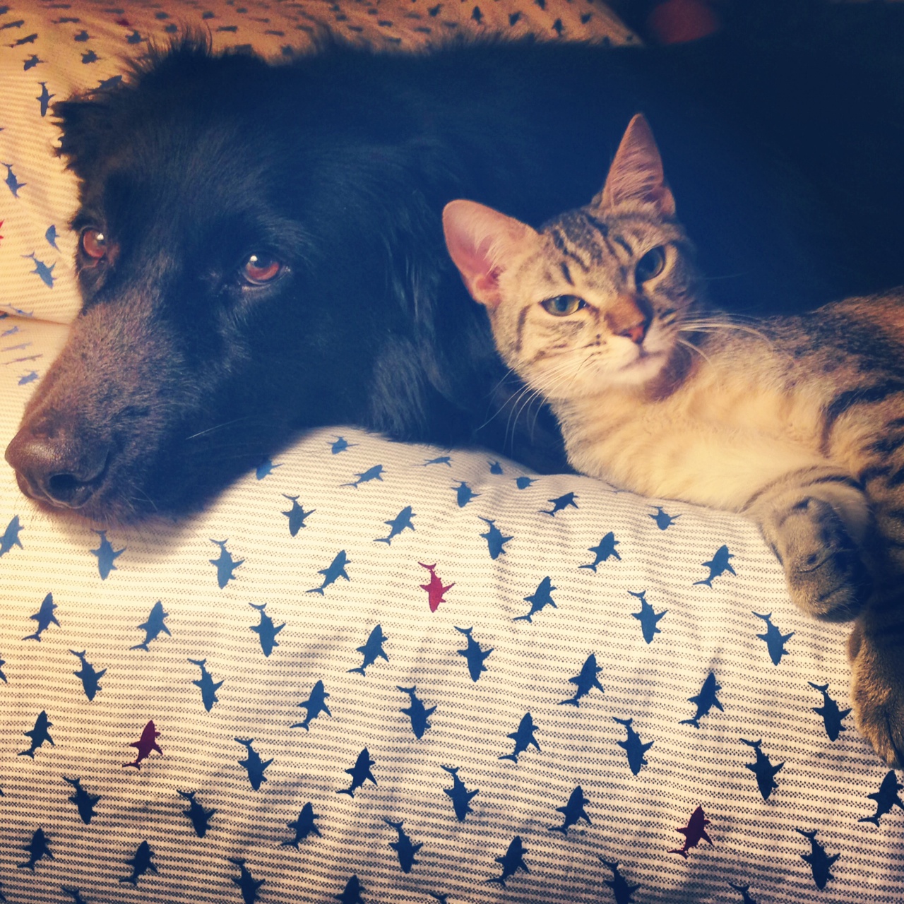 apollo & simba