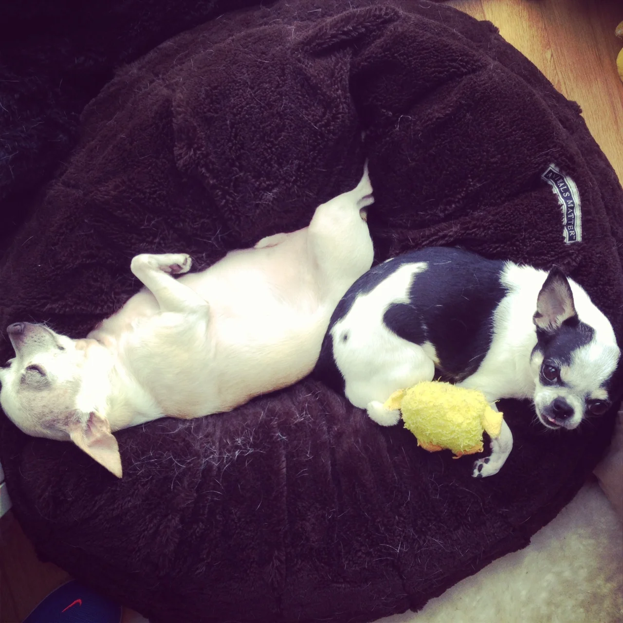 Io & Loki 