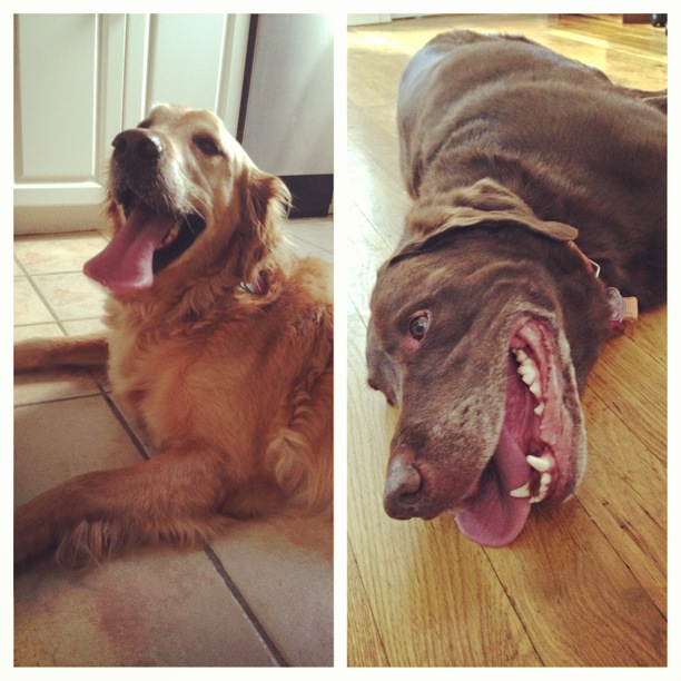 Roscoe & Mookie