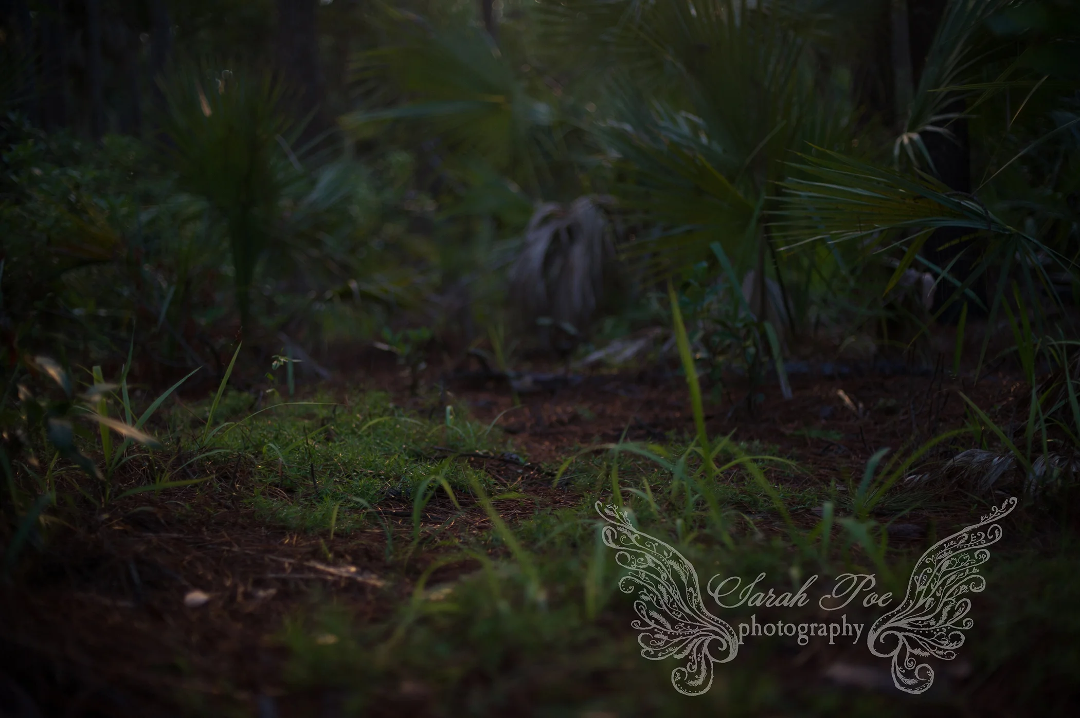 sarahpoephotography.naturec.2013 (2 of 2).jpg