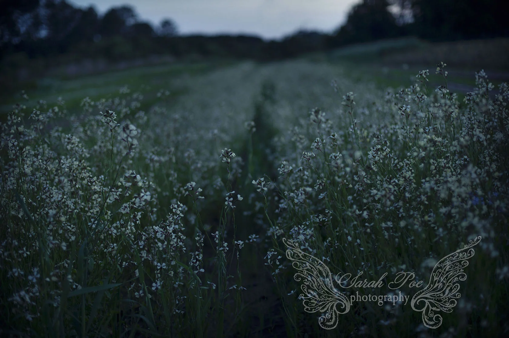 sarahpoephotography.summerfieldsc.jpg