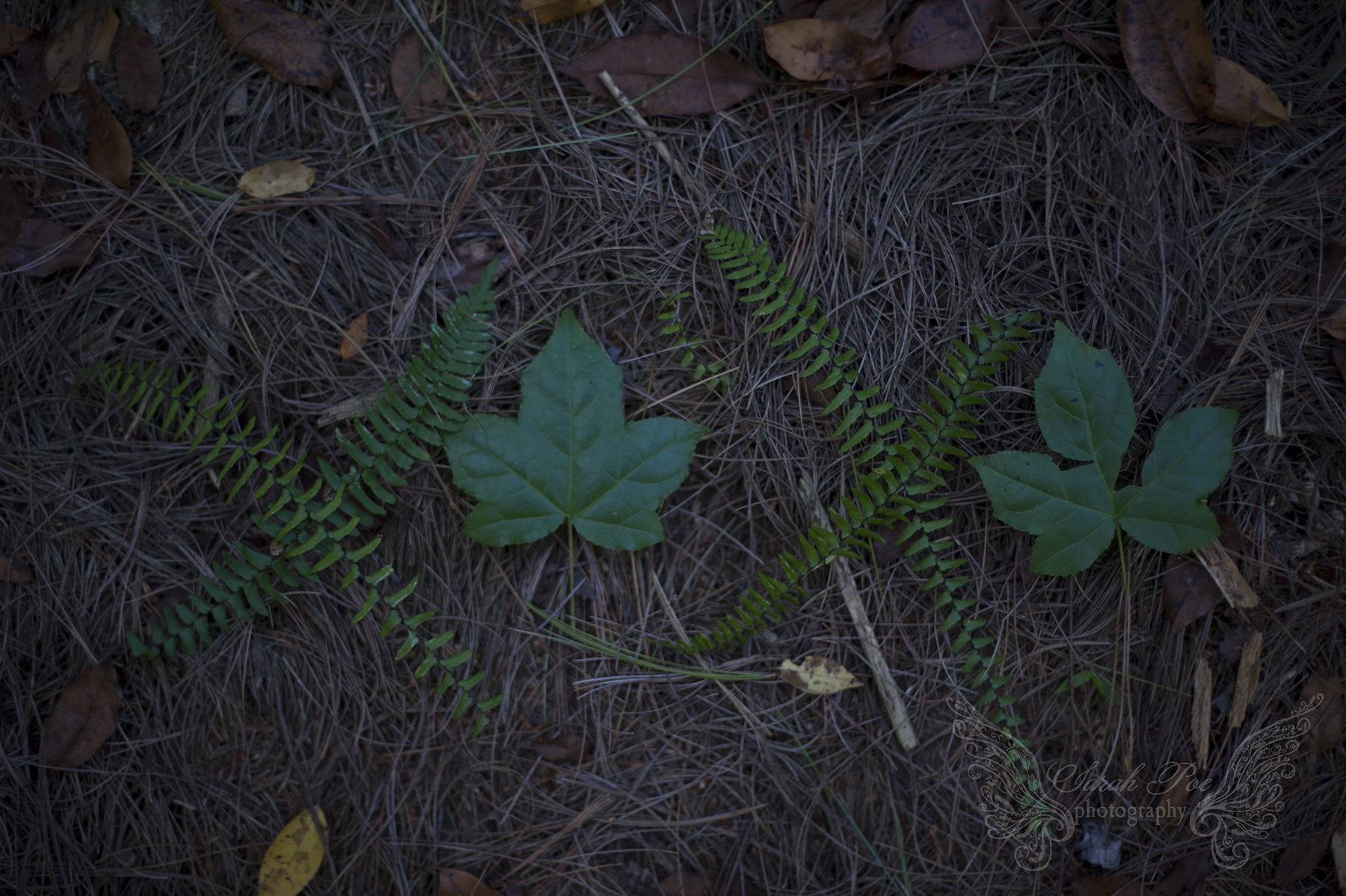 DSC_6636-Edit.jpg