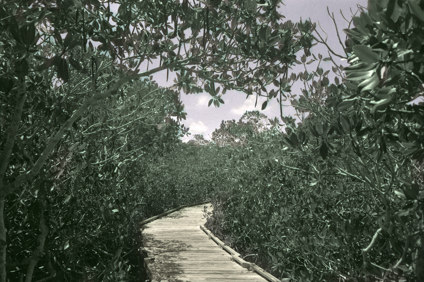 (Un)colored, Florida
