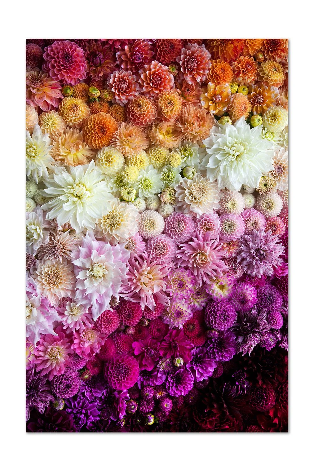 Dahlia Gradient Print