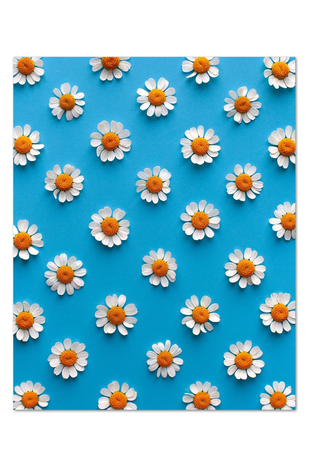Chamomile Pattern Print
