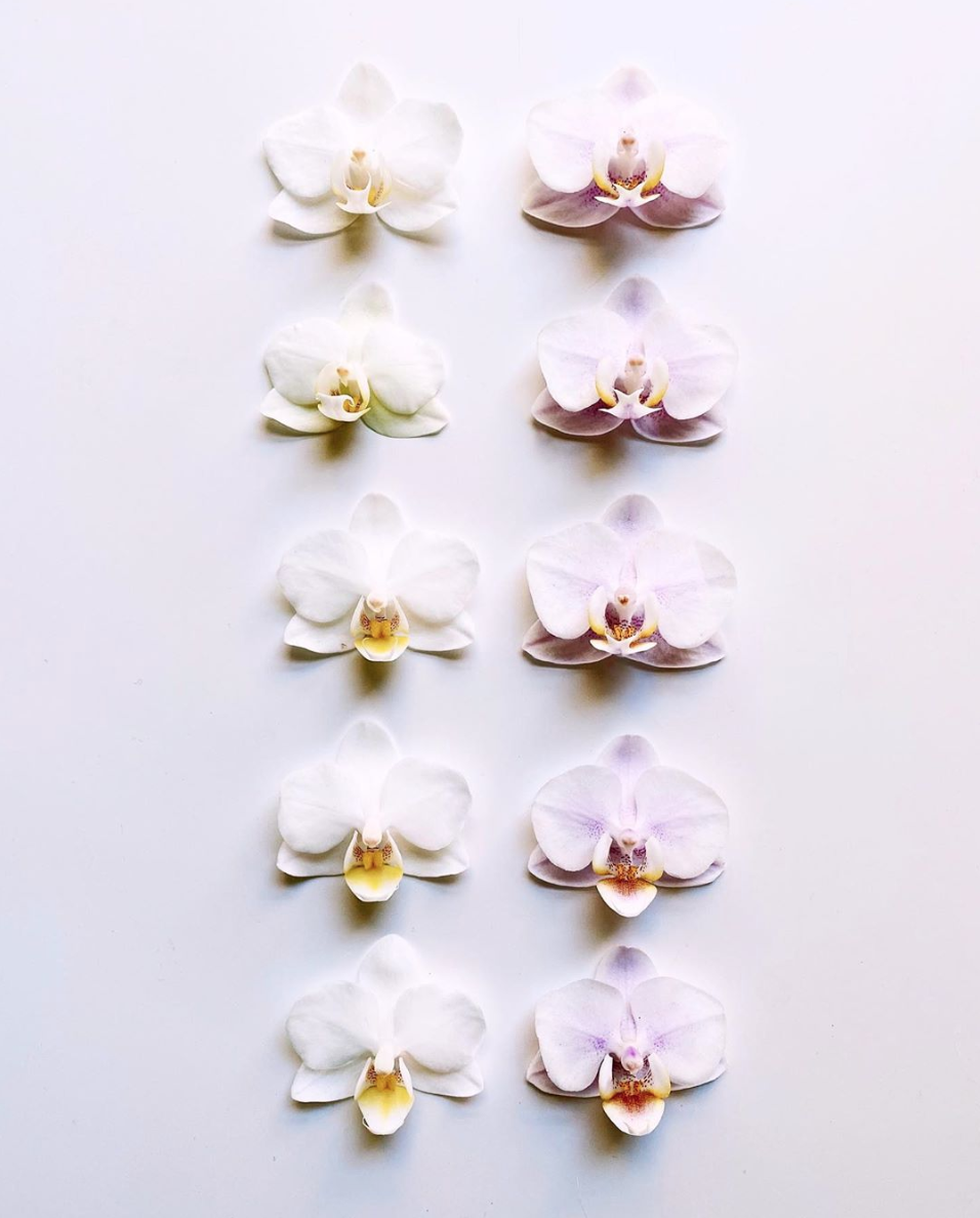 Orchid Pattern Print