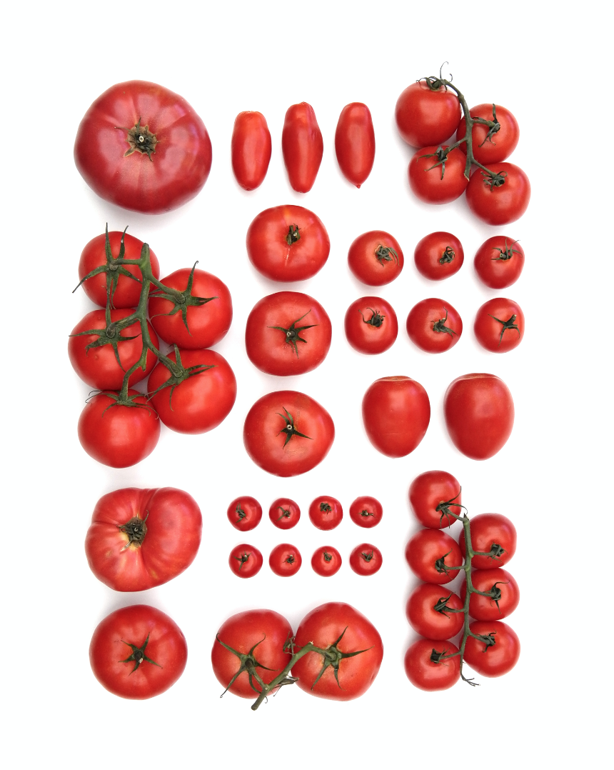 Red Tomato Pattern Print