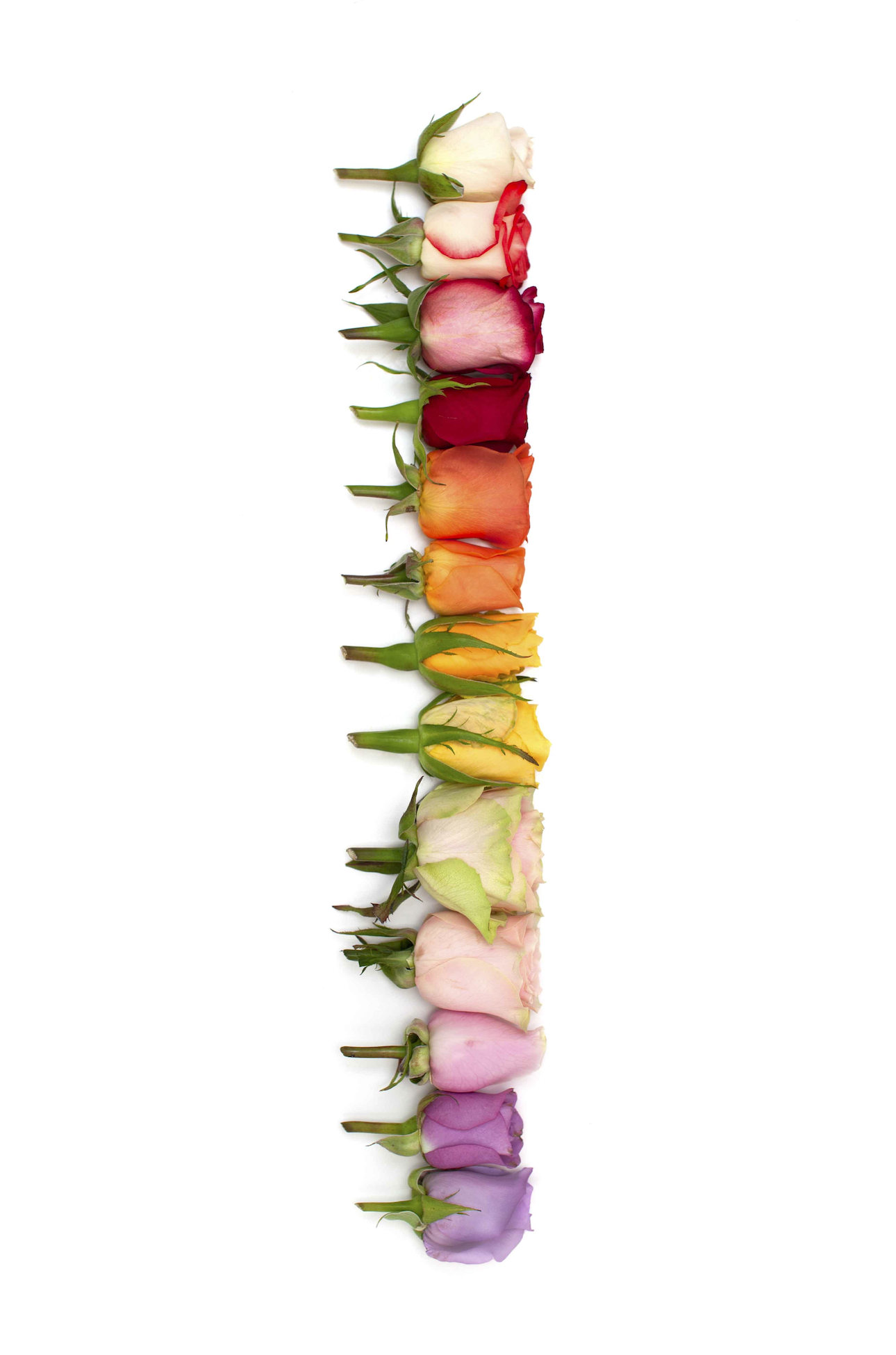 Rose Gradient Print