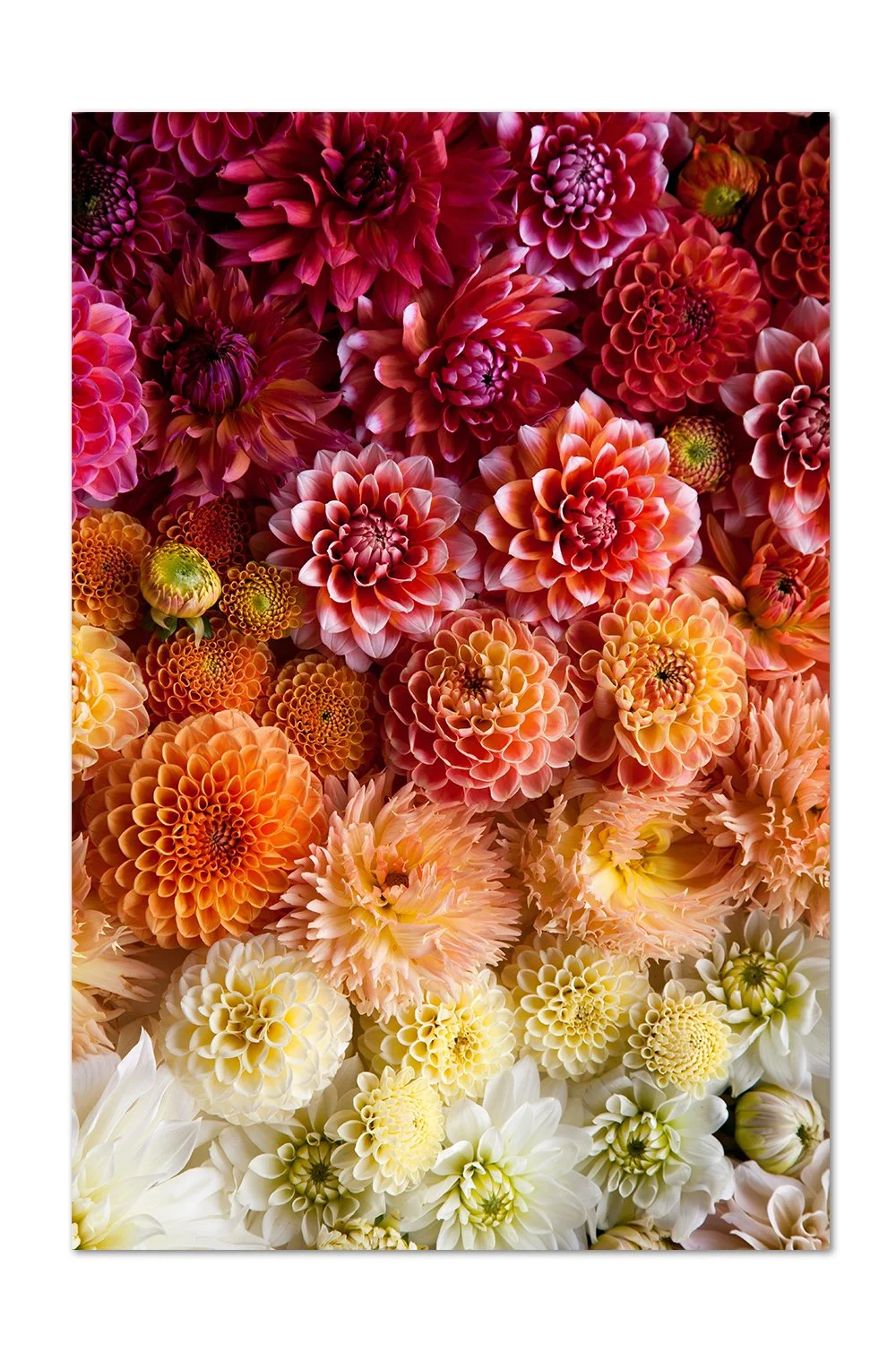 Red to White Dahlia Gradient Print